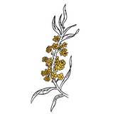 The Golden Plant (pack de 2)