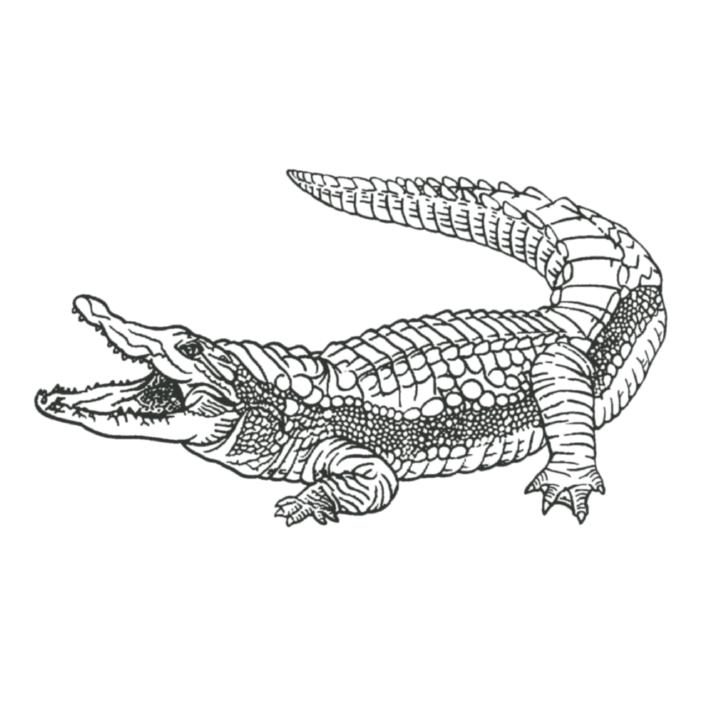 crocodile tattoo