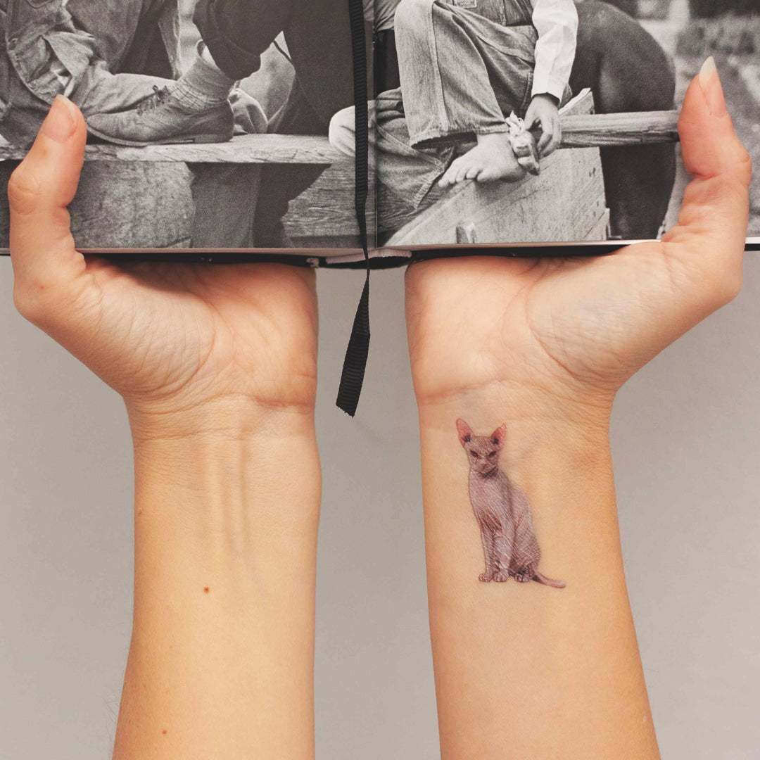 sphynx cat